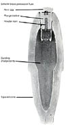 US 3-inch Schenkl Shell